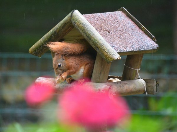 Good guests in the garden