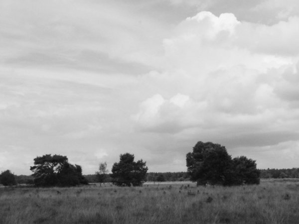 CartierHeide, just behind the house